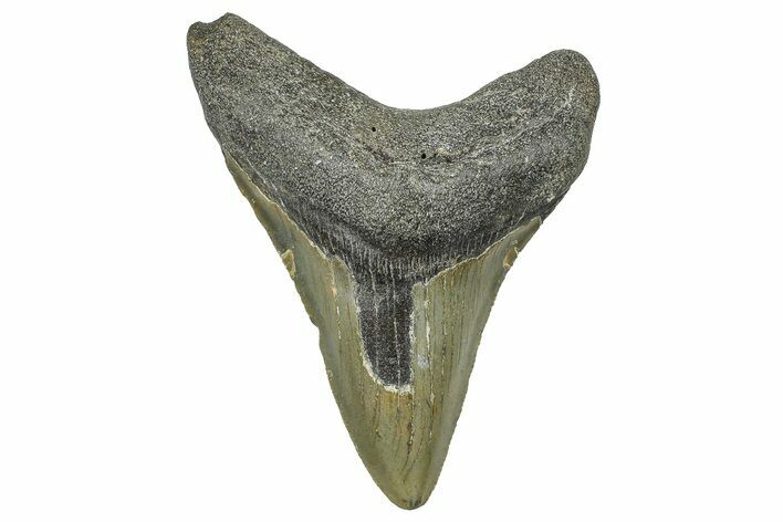 Fossil Megalodon Tooth - North Carolina #368451